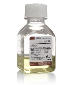Amphotericin B 250 μg/ml