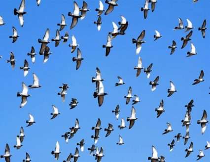 تغییرات ژنتیکی باعث گسترش و شدت ویروس آنفلوانزای پرندگان اپیزوتیک H5N1 شد.