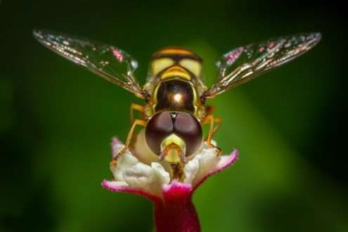 Study: Investigating the outcomes of virus coinfection within and across host species. Image Credit: kajornyot wildlife photography / Shutterstock