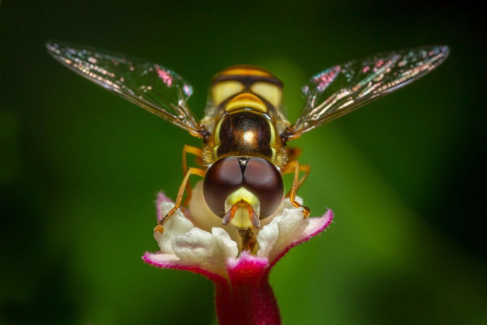 Study: Investigating the outcomes of virus coinfection within and across host species. Image Credit: kajornyot wildlife photography / Shutterstock