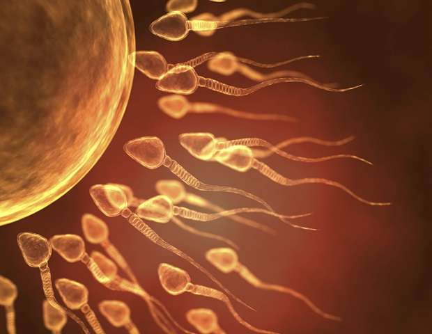 محققان یک آزمایش تشخیصی برای شناسایی اسپرم عملکردی در مردان نابارور ایجاد کردند