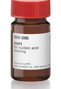 DAPI