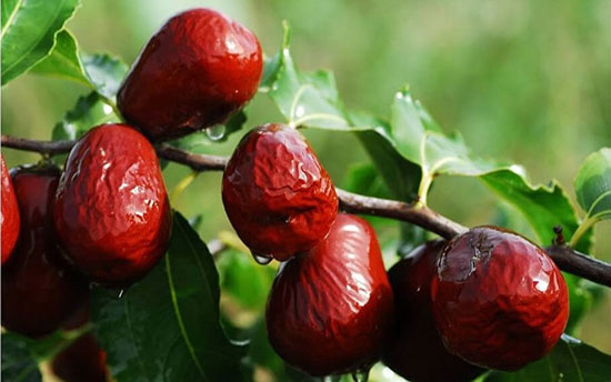 خواص متنوع عناب برای کاهش عصبانیت و دفع سموم در هوای آلوده