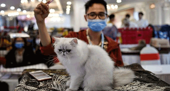 گربه‌ها می‌توانند ویروس کرونا را به یکدیگر منتقل کنند
