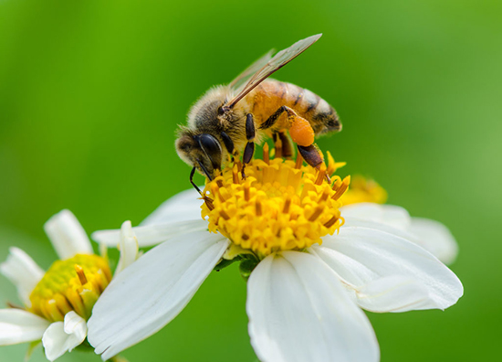 آیا نیش زنبور، واقعا حریف کرونا می‌شود؟