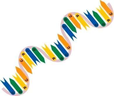 آنزیم ریبونوکلئاز اینهیبیتور