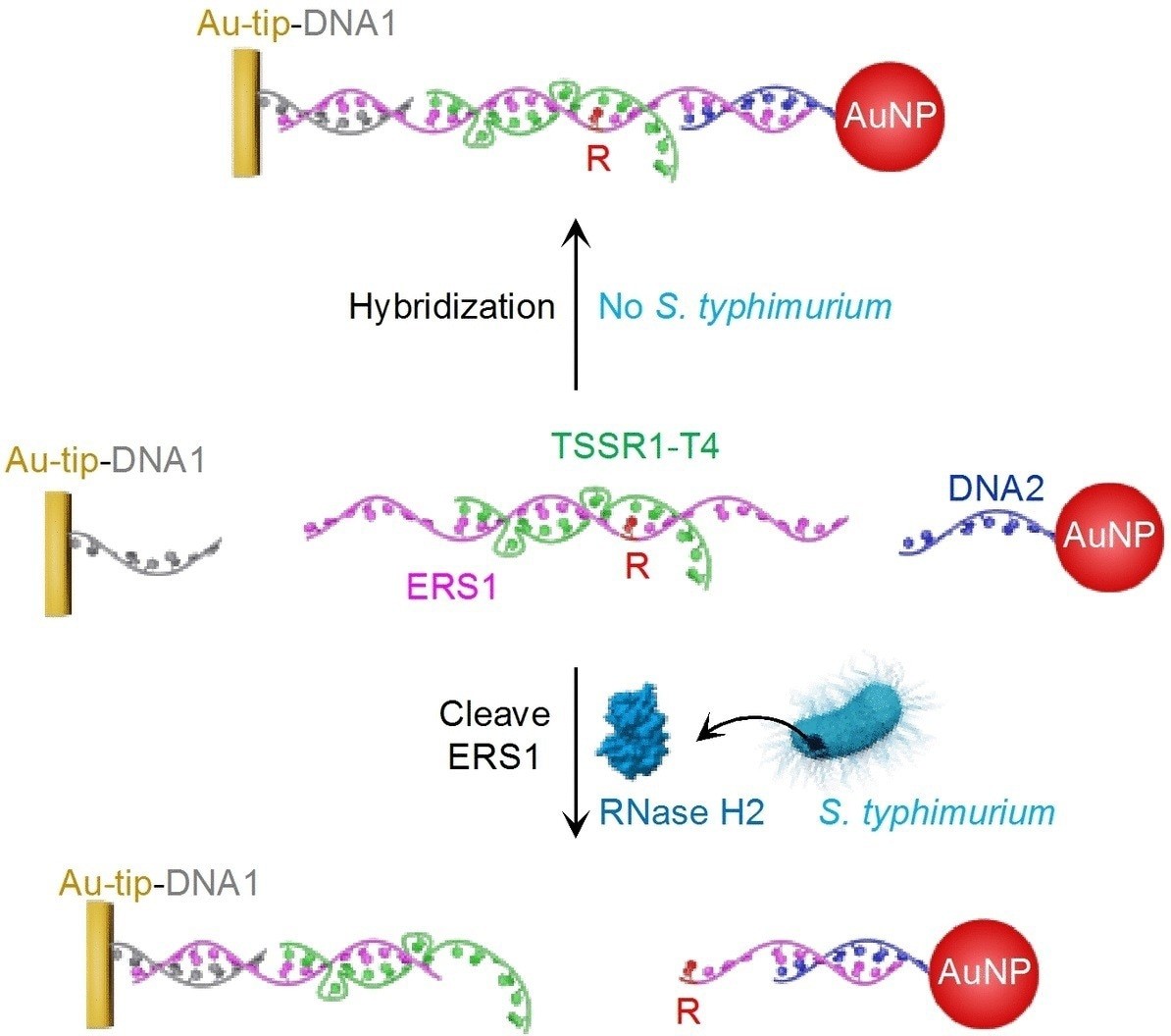 Novel assay based on hybrid DNA-RNA probe for detecting food contaminated with salmonella