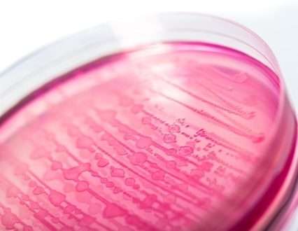اولین فاژ درمانی مجهز به CRISPR می تواند به طور خاص E. coli را در روده انسان هدف قرار داده و حذف کند.