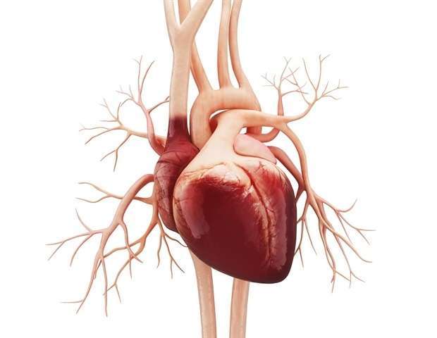 جهش در پروتئین ریبوزومی منجر به اختلال در انقباض قلب در موش می شود