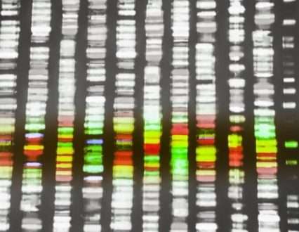 محققان مجموعه جدیدی با کیفیت بالا از توالی های ژنوم انسانی مرجع را منتشر کردند