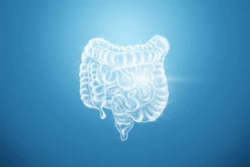 Study: Microbiota assisted iron uptake promotes immune tolerance in the intestine. Image Credit: Marko Aliaksandr / Shutterstock.com