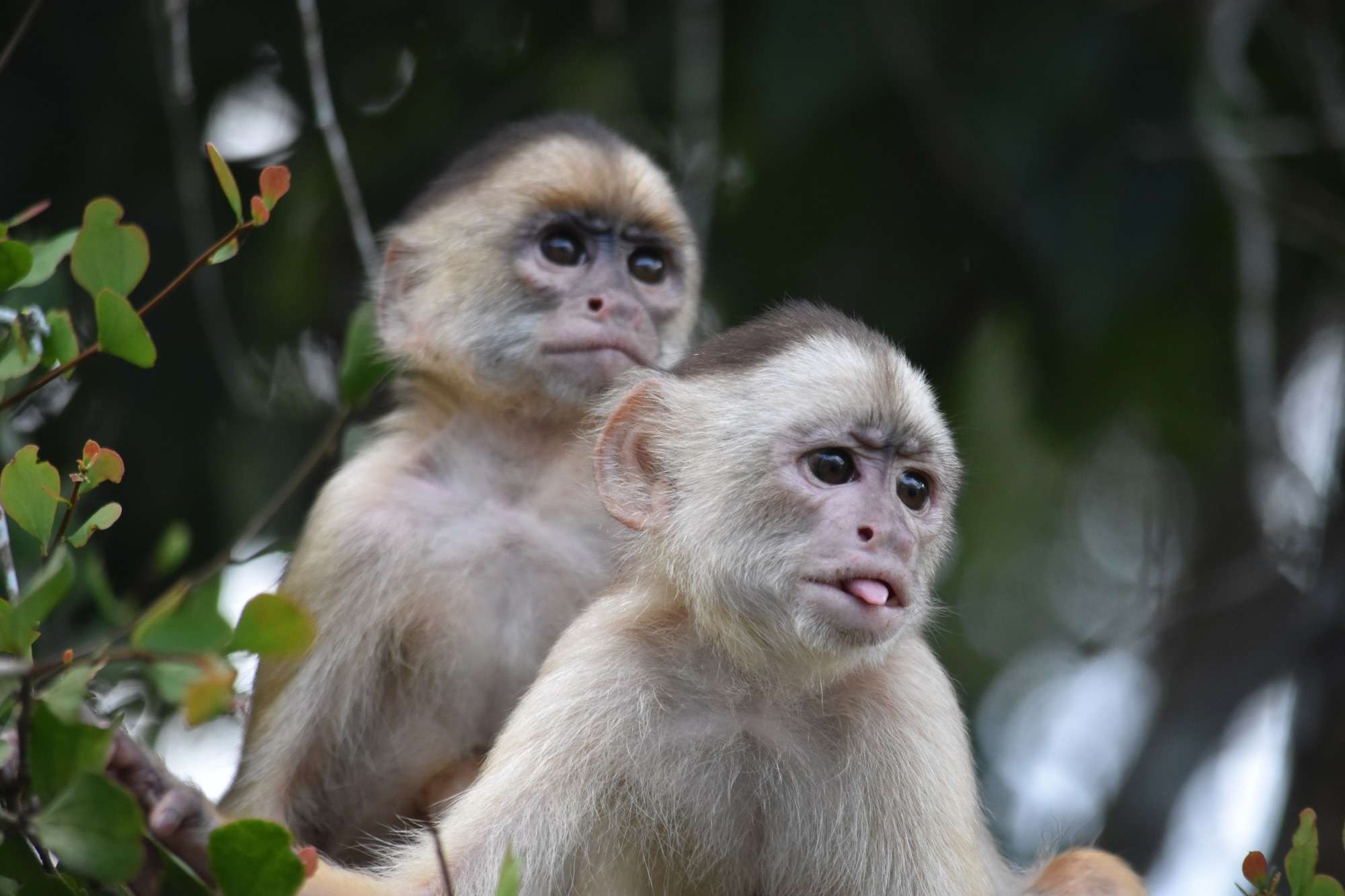 New research reveals the genetic diversity and evolutionary history of primates