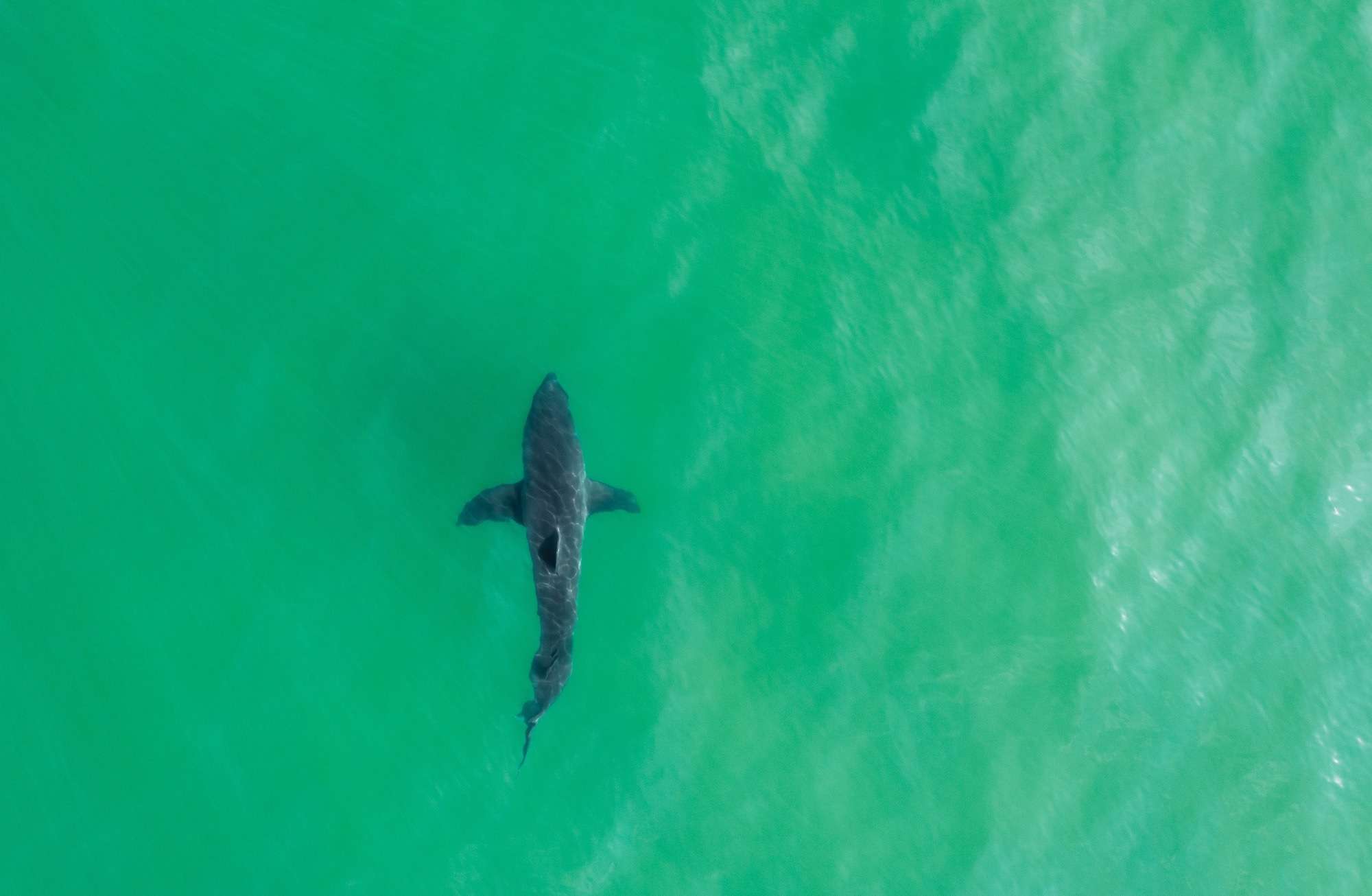 Study: Patterns of overlapping habitat use of juvenile white shark and human recreational water users along southern California beaches. Image Credit: Mark F Lotterhand / Shutterstock
