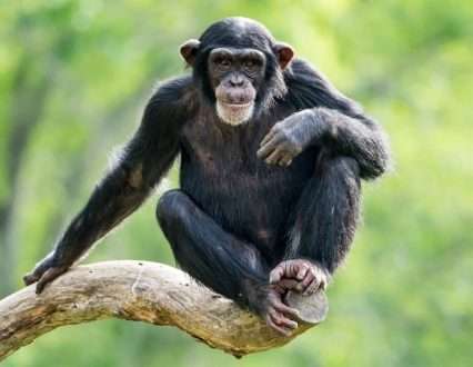 بررسی قلب شامپانزه با دوربین دیجیتال