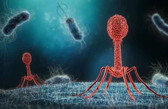 Study: Enhancing bacteriophage therapeutics through in situ production and release of heterologous antimicrobial effectors. Image Credit: MattL_Images/Shutterstock.com